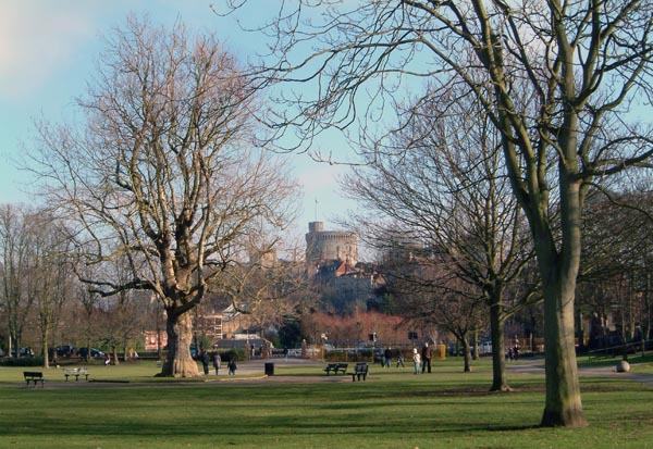 Edward VII Tree Feb 2010