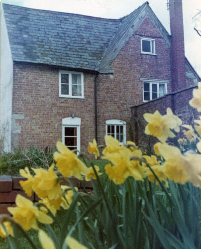 Daffs at the Cottage
